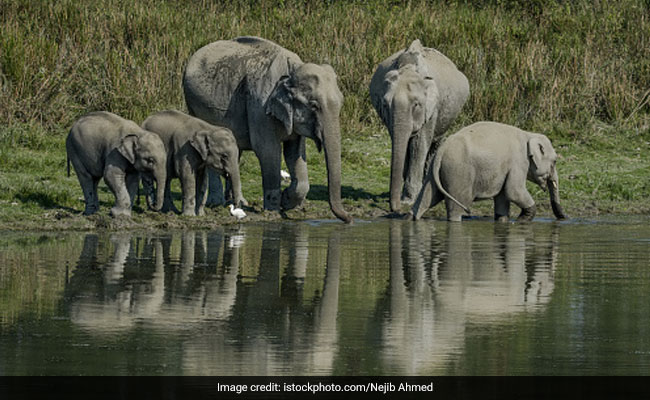 Vehicle Speed Limit Restricted In Assam's Kaziranga National Park