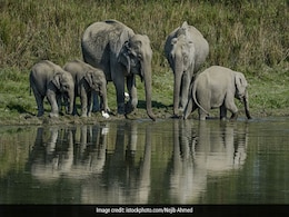 4 Animals Electrocuted To Death In Assam's Kaziranga National Park 4 Animals Electrocuted To Death In Assam's Kaziranga National Park