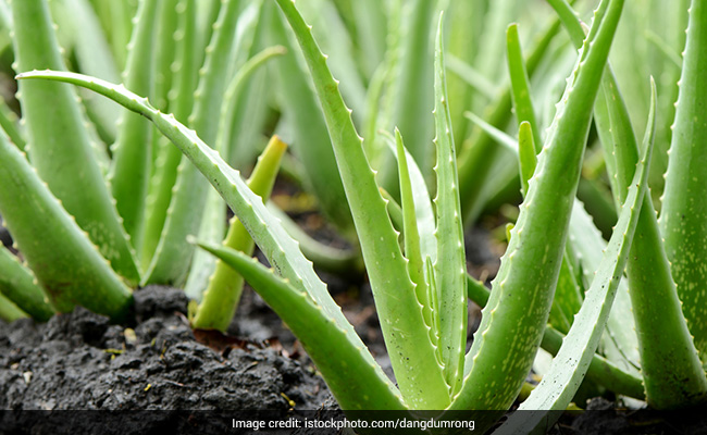 सिर्फ स्किन और बालों के लिए ही नहीं बल्कि सौभाग्य के लिए भी बेहद फायदेमंद है एलोवेरा का पौधा, जानें किस तरह बदल देता है किस्मत
