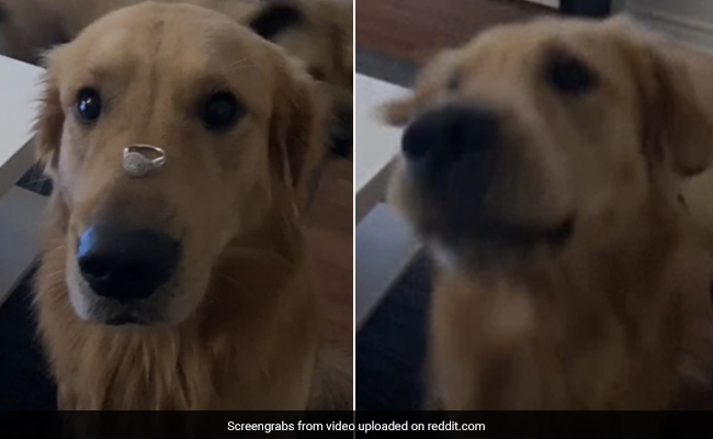 Watch: Woman Announces Engagement By Putting Ring On Dog. It Doesn't End Well