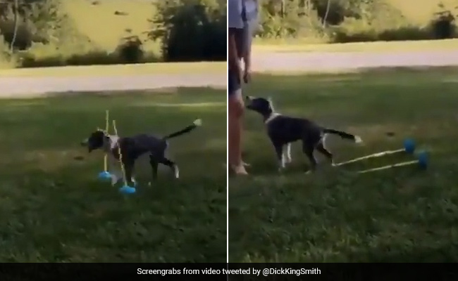 This Puppy Is Not Winning Any Hurdle Races But Gets 10/10 For Cuteness. Watch