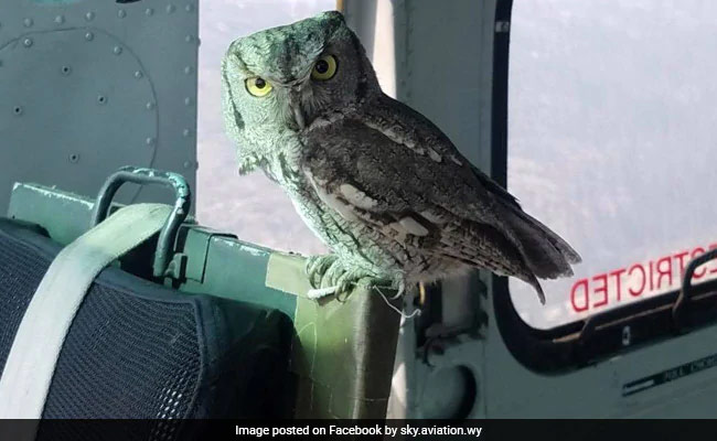 कैलीफोर्निया में आग बुझा रहे हेलीकॉप्टर में घुसा उल्लू, देखें Viral Photo