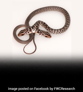 Look What The Cat Dragged In! Family Pet Brings Two-Headed Snake Inside