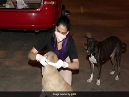 पशुचिकित्सा की छात्रा की नई पहल, आवारा कुत्तों को सड़क दुर्घटना से बचाने के लिए बनाए रिफ्लेक्टिव कॉलर पशुचिकित्सा की छात्रा की नई पहल, आवारा कुत्तों को सड़क दुर्घटना से बचाने के लिए बनाए रिफ्लेक्टिव कॉलर