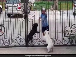Viral Video: Boy Does Bhangra In Front Of Dogs. Their Reaction Is Hilarious Viral Video: Boy Does Bhangra In Front Of Dogs. Their Reaction Is Hilarious