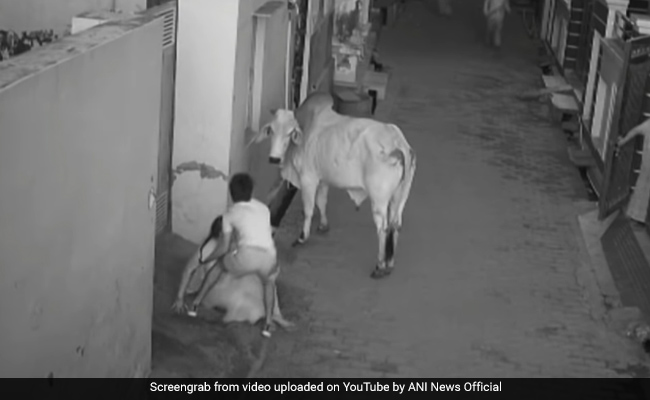 Video: As Bull Attacks Haryana Woman, Her Little Grandson's Stunning Act