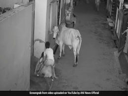 Video: As Bull Attacks Haryana Woman, Her Little Grandson's Stunning Act Video: As Bull Attacks Haryana Woman, Her Little Grandson's Stunning Act