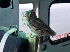 Owl Flies Into Helicopter As Pilot Battles California Wildfires
