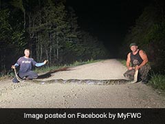 'Beast Of A Snake': Huge Python Sets New Record In Florida 'Beast Of A Snake': Huge Python Sets New Record In Florida