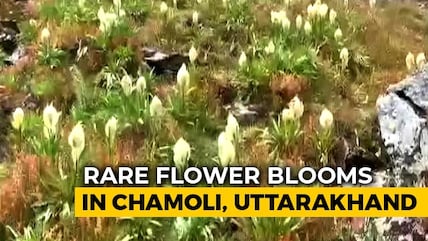 Watch Rare Brahma Kamal Flower Bloom In Uttarakhand's Snow-Clad Chamoli