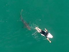 'Splash And A Noise': Video Shows Surfer's Close Encounter With Shark