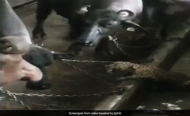 Watch: Leopard Cub Enters A Dairy Farm In Mumbai's Aarey Colony