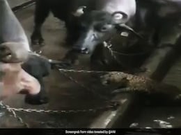 Watch: Leopard Cub Enters A Dairy Farm In Mumbai's Aarey Colony Watch: Leopard Cub Enters A Dairy Farm In Mumbai's Aarey Colony