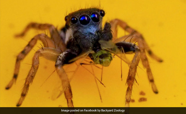 Woman Discovers New Species Of Spider In Backyard. It's Blue With 8 Eyes