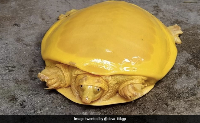 After Odisha, A Bright Yellow Turtle Has Been Spotted In Bengal