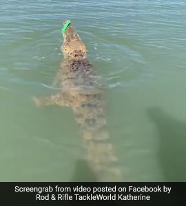 Watch What Happened When A Fisherman Accidentally Hooked A Crocodile