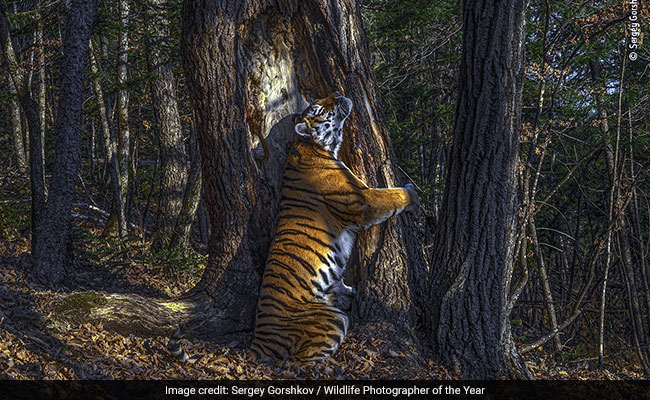 Wildlife Photographer Of The Year: Tree-Hugging Tiger And Other Winners Of 2020