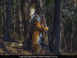 Wildlife Photographer Of The Year: Tree-Hugging Tiger And Other Winners Of 2020 Wildlife Photographer Of The Year: Tree-Hugging Tiger And Other Winners Of 2020