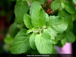 Benefits Of Tulsi: इम्यूनिटी को मजबूत बनाने में मददगार है तुलसी, ये हैं अन्य फायदे Benefits Of Tulsi: इम्यूनिटी को मजबूत बनाने में मददगार है तुलसी, ये हैं अन्य फायदे