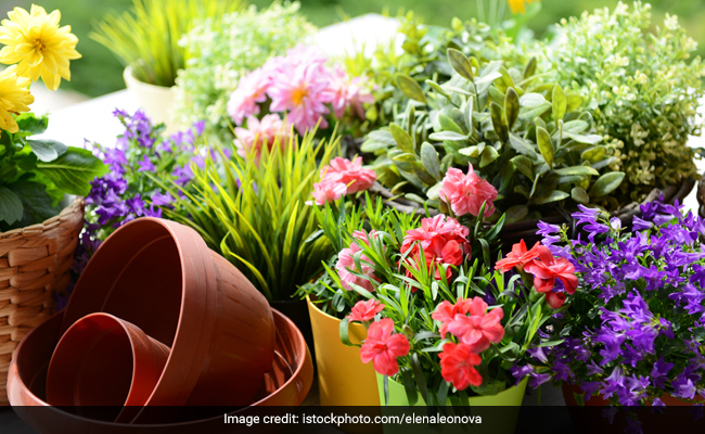 Flowers For Winter Season: सर्दियों के मौसम में अपने घर पर लगाएं इन खूबसूरत फूलों के पौधे