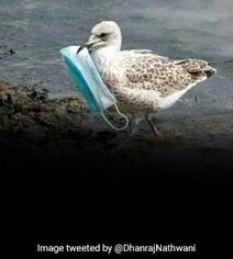 Photo Of Seagull Carrying Discarded Face Mask Sparks Concern Photo Of Seagull Carrying Discarded Face Mask Sparks Concern
