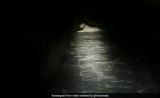 Gir Forest Guard, Going Home At Night, Finds Lion On Road. Watch