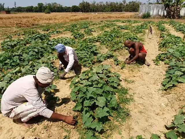 UP : सरकार दो लाख किसानों को तोरिया बीज के मिनीकिट देगी