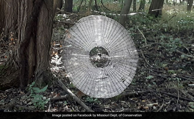 Spooky Spiderweb Found In Forest. It Looks Big Enough To "Catch" Humans