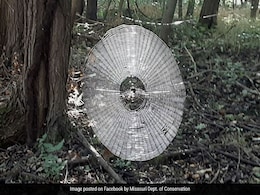 Spooky Spiderweb Found In Forest. It Looks Big Enough To "Catch" Humans Spooky Spiderweb Found In Forest. It Looks Big Enough To "Catch" Humans
