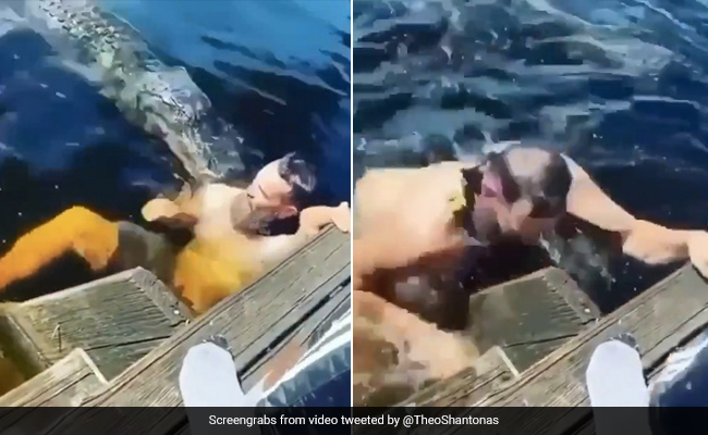 Viral Video: Man Swims With Alligator, Then Looks Surprised When It Attacks