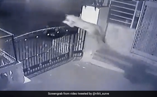 A Leopard's Stunning Leap Over A Tall Gate While Chasing Its Prey. Watch