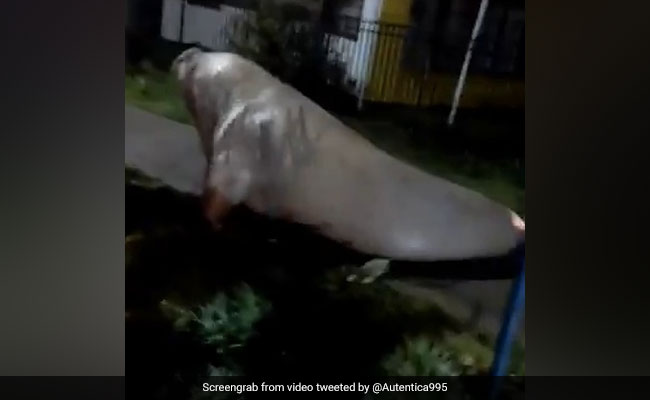 Massive Elephant Seal Found Wandering Around Coastal Town. Watch