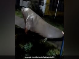 Massive Elephant Seal Found Wandering Around Coastal Town. Watch Massive Elephant Seal Found Wandering Around Coastal Town. Watch