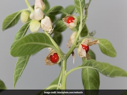 Hypertension की समस्या है? ज्यादा झंझट में क्यों पड़ना जब हाई बीपी को कंट्रोल करने के लिए सुपर इफेक्टिव हैं ये 4 जड़ी-बूटियां Hypertension की समस्या है? ज्यादा झंझट में क्यों पड़ना जब हाई बीपी को कंट्रोल करने के लिए सुपर इफेक्टिव हैं ये 4 जड़ी-बूटियां