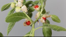 Benefits Of Ashwagandha: Why Women Should Include Ashwagandha In Their Diet