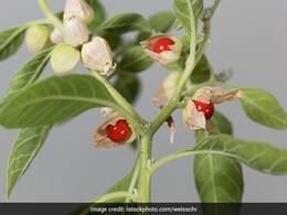 Benefits Of Ashwagandha: Why Women Should Include Ashwagandha In Their Diet