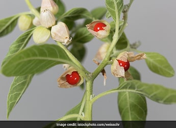 Benefits Of Ashwagandha: Why Women Should Include Ashwagandha In Their Diet Benefits Of Ashwagandha: Why Women Should Include Ashwagandha In Their Diet