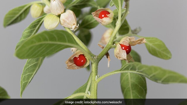 Ashwagandha is a medicinal herb that offers many health benefits