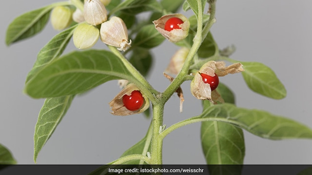 Ashwagandha is a medicinal herb that offers many health benefits