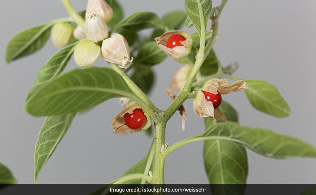 Ashwagandha is a medicinal herb that offers many health benefits