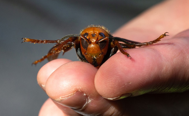 First Ever Nest Of Asian Giant Hornets Found In US