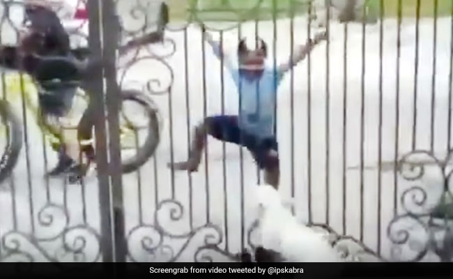 बच्चे ने दरवाजे के पीछे किया भांगड़ा, तो कुत्ते के बच्चे भी उछल-उछलकर करने लगे डांस - देखें मज़ेदार Video