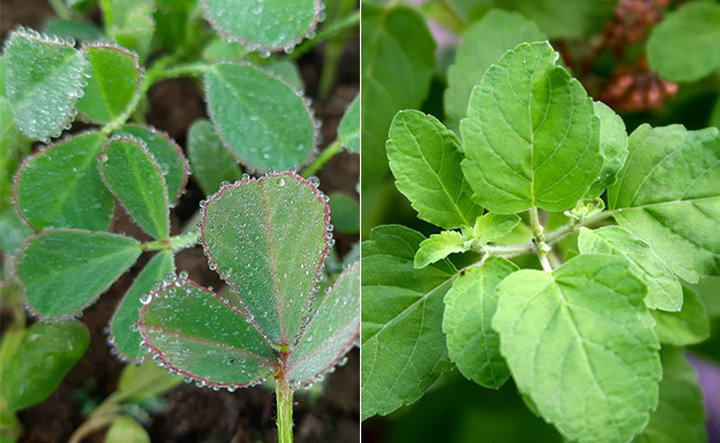 Medicinal Plants For Health Benefits: स्वास्थ्य लाभ के लिए घर पर लगाएं ये औषधीय पौधे