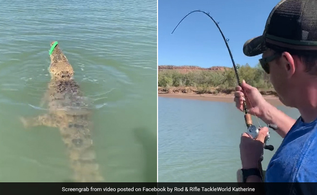 Watch What Happened When A Fisherman Accidentally Hooked A Crocodile