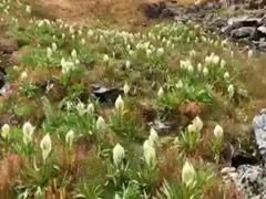 Watch Rare Brahma Kamal Flower Bloom In Uttarakhand's Snow-Clad Chamoli