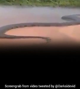 Is That A 50-Foot Anaconda? Here's The Truth Behind Viral Snake Video Is That A 50-Foot Anaconda? Here's The Truth Behind Viral Snake Video