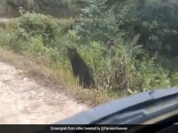 भारत में सड़क पर घूमता दिखा Black Panther, कार को देखते ही किया कुछ ऐसा - देखें Viral Video भारत में सड़क पर घूमता दिखा Black Panther, कार को देखते ही किया कुछ ऐसा - देखें Viral Video