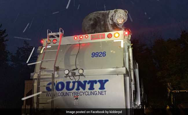 Bear Rides To Police Station On Garbage Truck. See Viral Pics