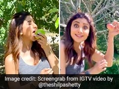 Shilpa Shetty Picks Fresh Apples In Manali And They Look Seriously Tempting Shilpa Shetty Picks Fresh Apples In Manali And They Look Seriously Tempting