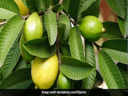 Guava For Diabetes: अमरूद और इसकी पत्तियां ब्लड शुगर लेवल को कंट्रोल करने के लिए हैं कमाल! जानें कैसे करें सेवन Guava For Diabetes: अमरूद और इसकी पत्तियां ब्लड शुगर लेवल को कंट्रोल करने के लिए हैं कमाल! जानें कैसे करें सेवन